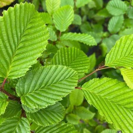 Carpinus Betulus Espalier