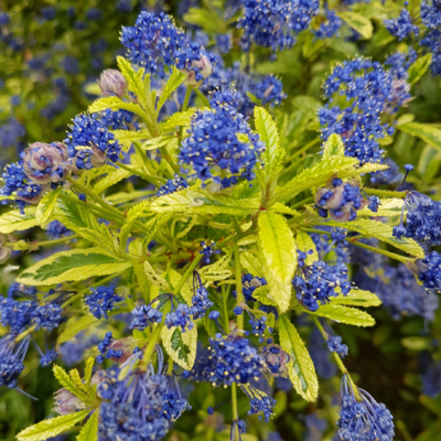 Ceanothus Lemon and Lime