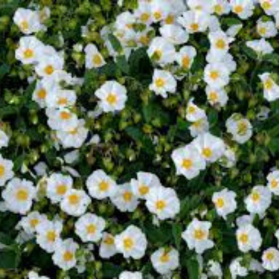 Cistus X Corbariensis