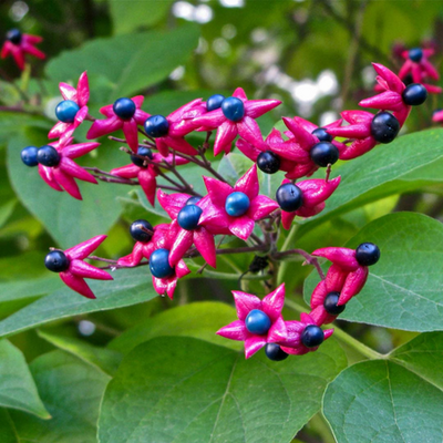 Clerodendron Trichotomum 