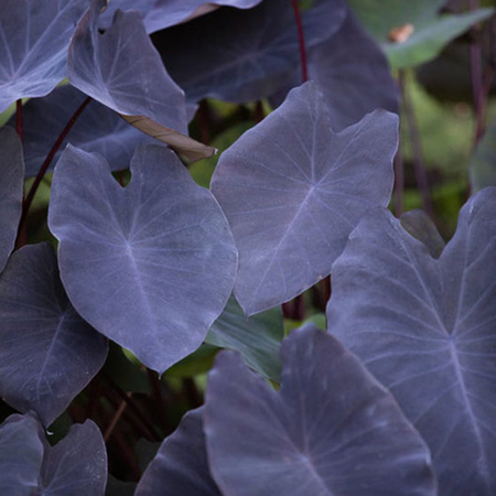 Colocasia Esculenta Black Magic 