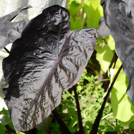 Colocasia Esculenta Black Saphire 