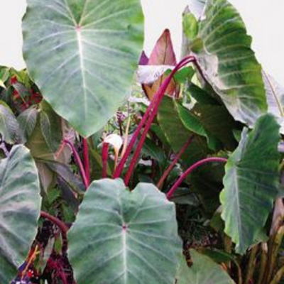 Colocasia Esculenta Pink China