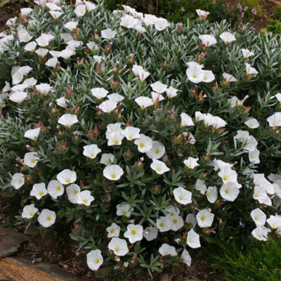 Convolvulus Cneorum