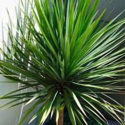 CORDYLINE AUSTRALIS (DRACAENA)