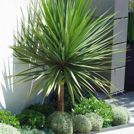 Cordyline australis (Dracaena)