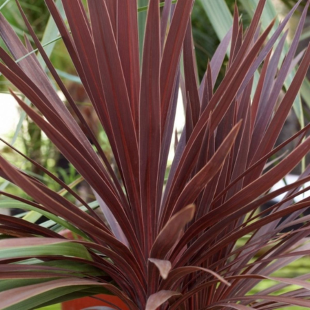 Cordyline australis Red Star