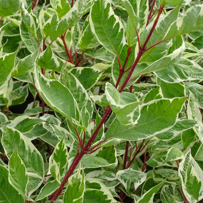 Cornus alba Elegantissima