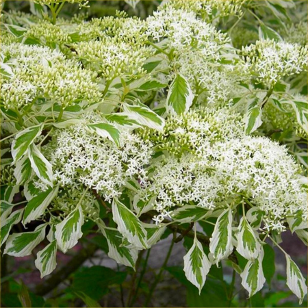 Cornus Controversa Variegata 