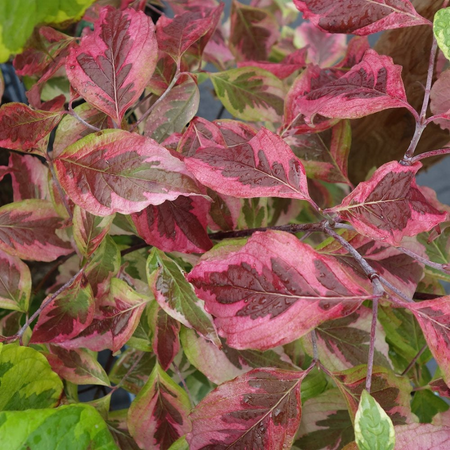 Cornus Florida Cherokee Daybreak