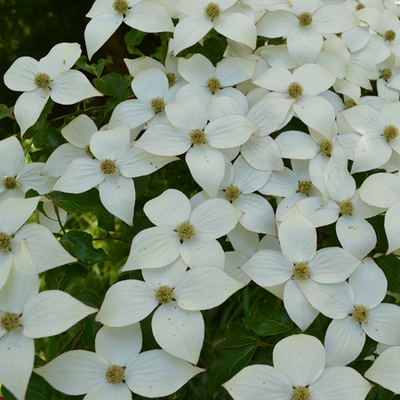 Cornus Kousa "Schmetterling"