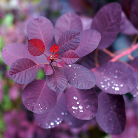 Cotinus coggygria Royal Purple