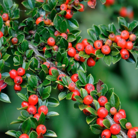 Cotoneaster horizontalis (P)