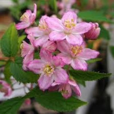 Deutzia elegantissima 'Rosealind'