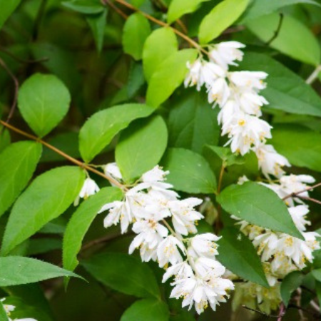 Deutzia scabra Pride of Rochester