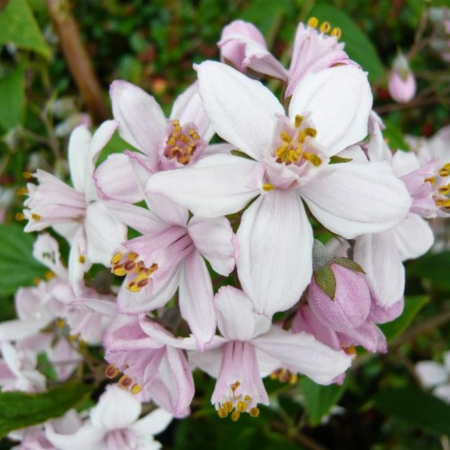 Deutzia x hybrida Mont Rose