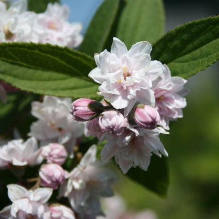 Deutzia x hybrida 'Pink Pompom'