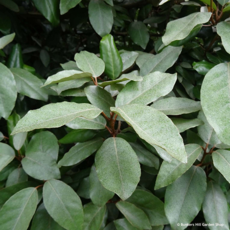 Elaeagnus Ebbingei Compatta Ball