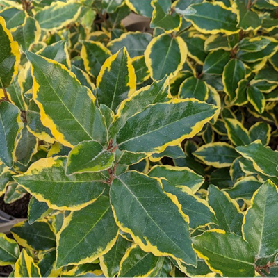 Elaeagnus ebbingei Vivileg