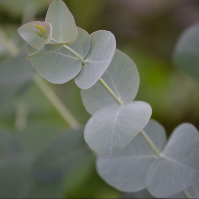 Eucalyptus France Bleu bush