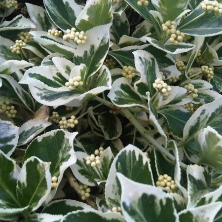 Euonymus fortunei Emerald Gaiety