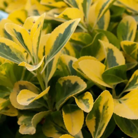 Euonymus fortunei Emerald 'n' Gold