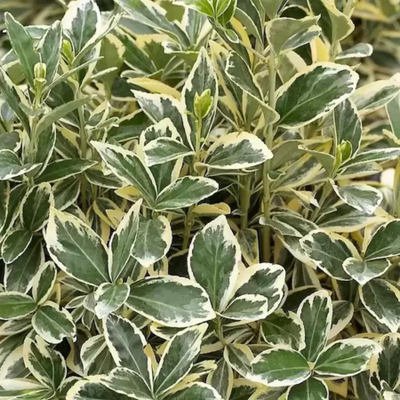 Euonymus japonicus Bravo