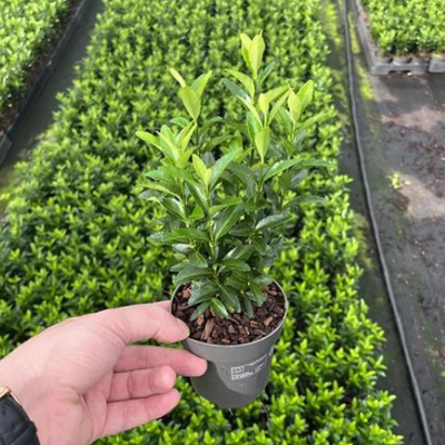 Euonymus japonicus. Green Spire