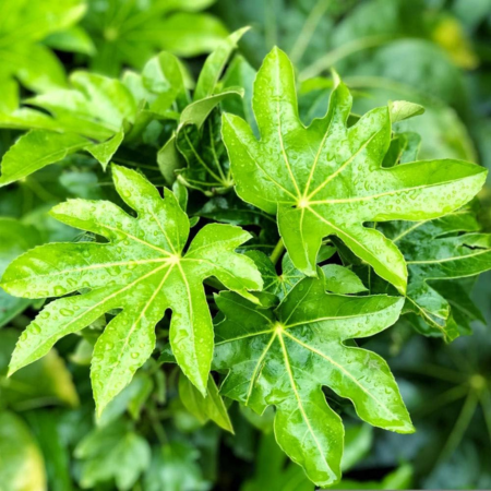 Fatsia japonica