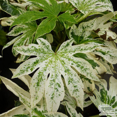 Fatsia Spider's Web Bush