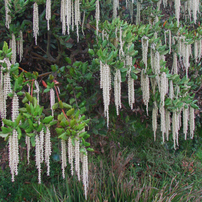 Garrya elliptica 'James Roof'