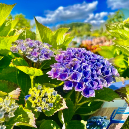 Hydrangea Anda Blue