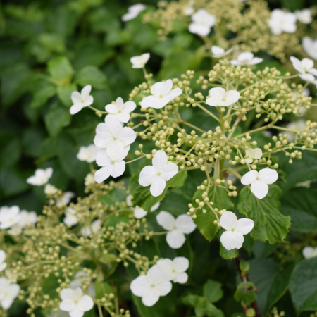 Hydrangea anomala petiolaris