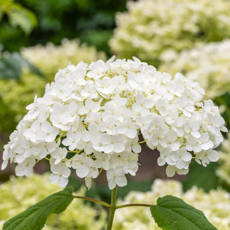 Hydrangea arborescens Annabelle