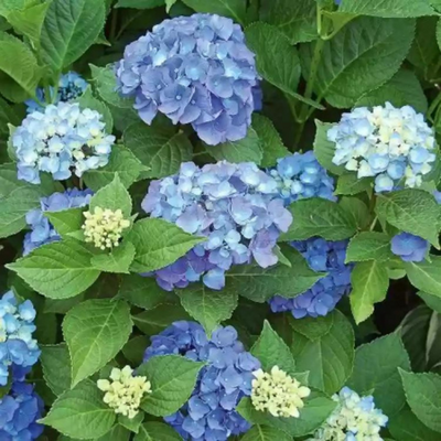 Hydrangea Blue Sprinkles