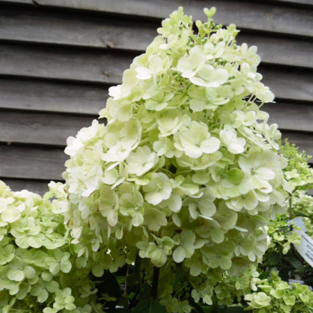 Hydrangea Paniculata "Bobo" - image 1