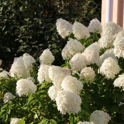 Hydrangea paniculata in varietys