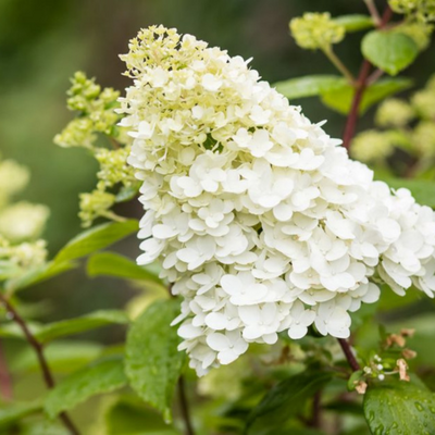 Hydrangea paniculata Limelight