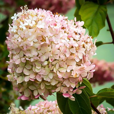 Hydrangea paniculata Phantom