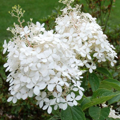 Hydrangea paniculata Phantom