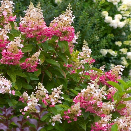 Hydrangea paniculata Pink Diamond