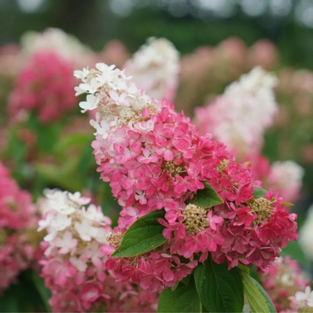 Hydrangea paniculata "Pinky Winky"