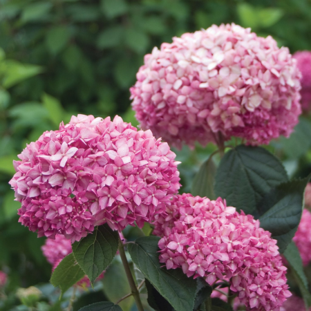 Hydrangea Pink Annabelle