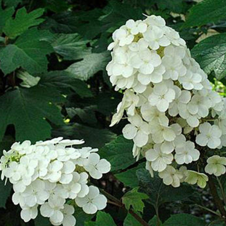 Hydrangea quercifolia "Alice"