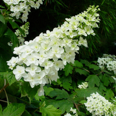 Hydrangea Quercifolia "Snowflake"