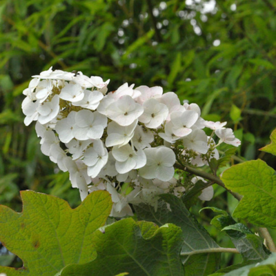 Hydrangea Quercifolia "Snowqueen"