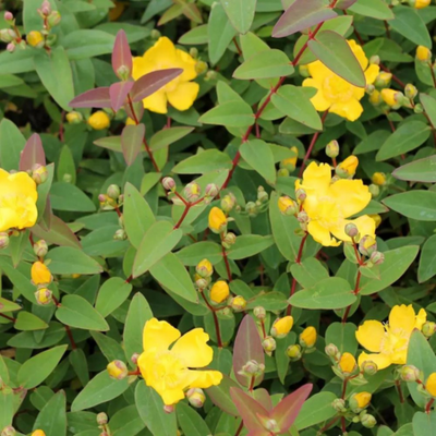 Hypericum Hidcote