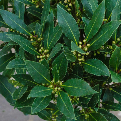 Laurus nobilis