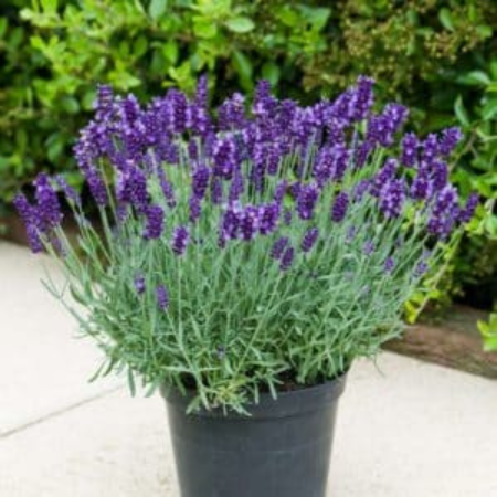 Lavandula BeeZee Light Blue