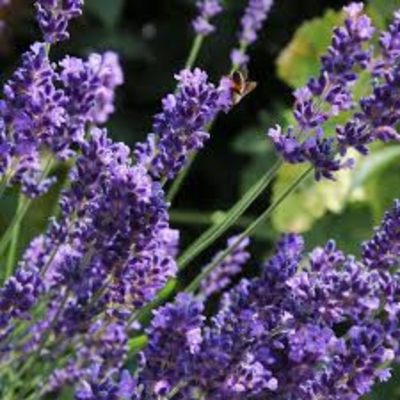 Lavandula Hidcote Improved (Essence)